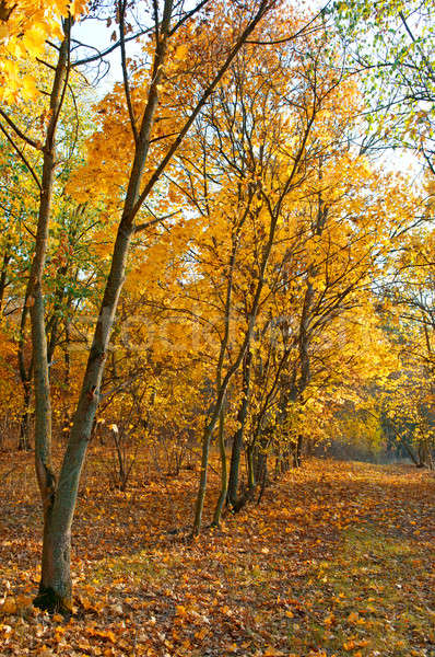 falling leaves in autumn forest Stock photo © alinamd