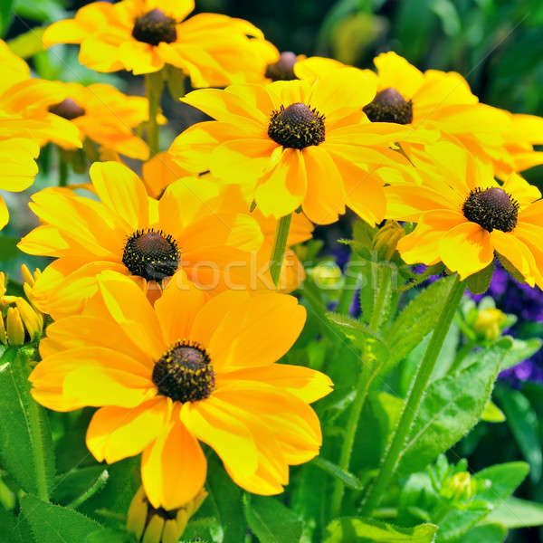 background of yellow daisies Stock photo © alinamd