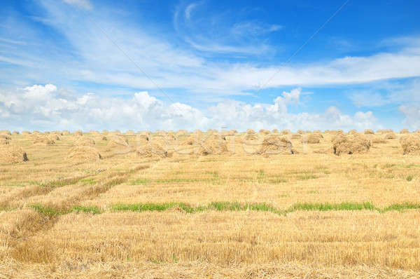 Field with Stacks of straw and blue sky Stock photo © alinamd