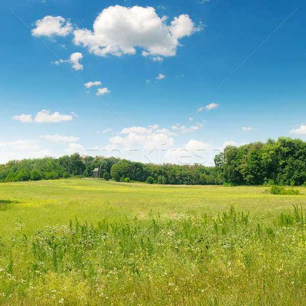 Pittoresque vert domaine ciel bleu arbre nuages [[stock_photo]] © alinamd