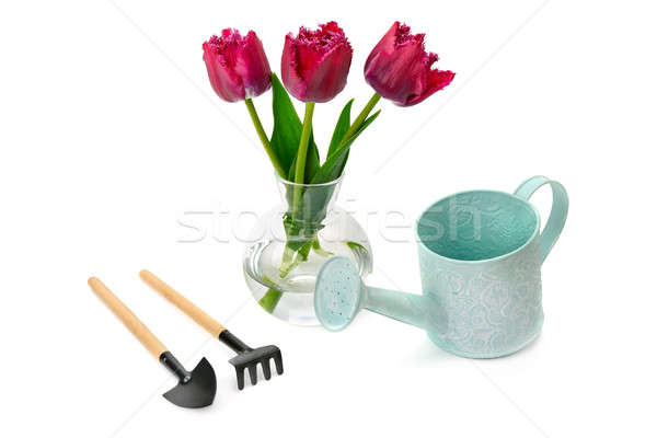 tulips and garden equipment isolated on white background Stock photo © alinamd