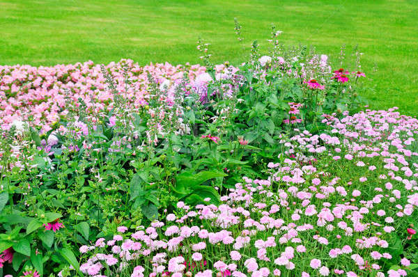Beautiful flowerbed in summer park Stock photo © alinamd