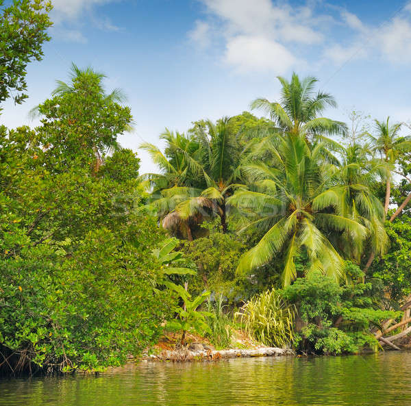Tropical palm forest on the river bank Stock photo © alinamd
