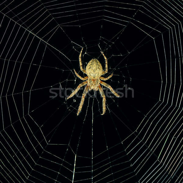 Veszélyes pókháló éjszaka fény kereszt háttér Stock fotó © alinamd