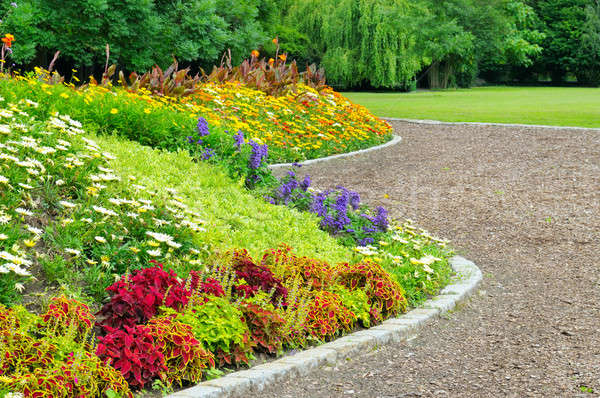 delightful flower bed in the summer park Stock photo © alinamd