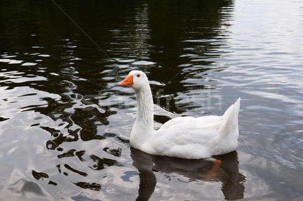 White goose swims in the lake Stock photo © alinamd