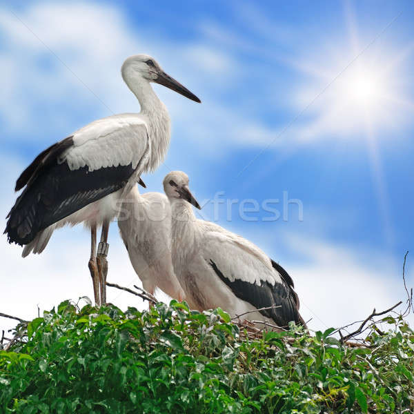 Stok fotoğraf: Yuva · gökyüzü · bulutlar · güneş · doğa · kuş