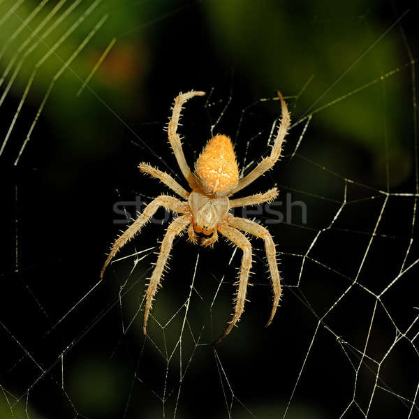 Dangereux toile d'araignée nuit lumière design croix Photo stock © alinamd