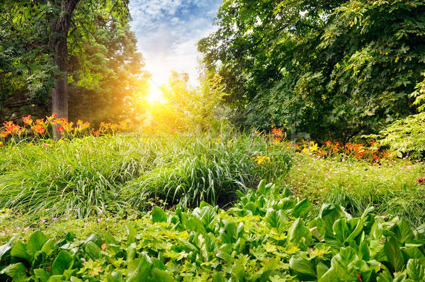 summer park with a beautiful flower bed Stock photo © alinamd