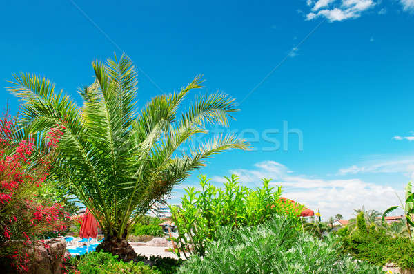 Tropical palm trees in a beautiful park Stock photo © alinamd