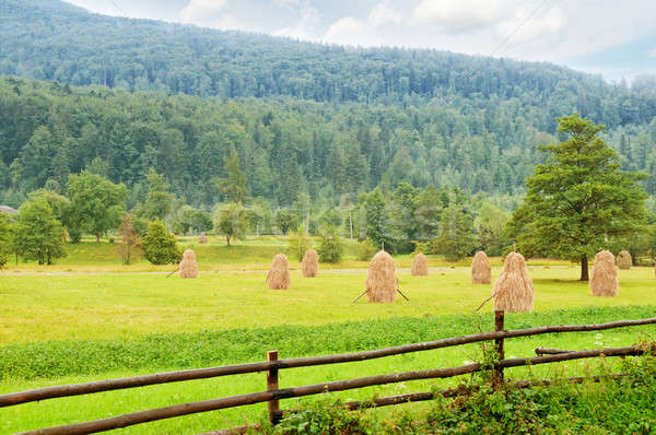 haystacks in the mountain valley of the Carpathian Mountains Stock photo © alinamd