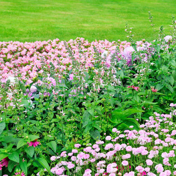 美丽    花坛    夏天    公园    春天    草 / beautiful flowerbed