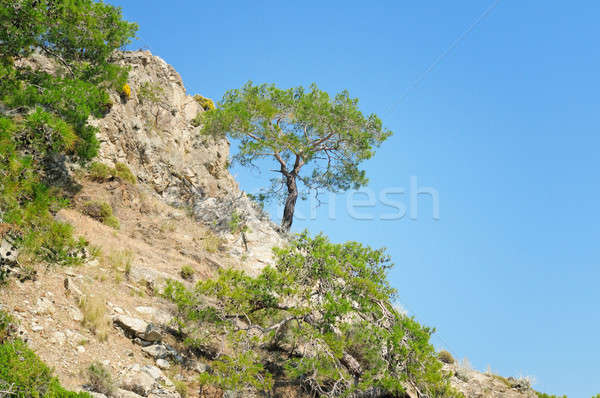 Pine on a mountainside and blue sky Stock photo © alinamd