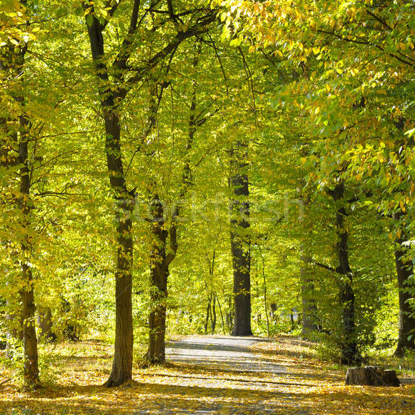 beautiful autumn park with soft sunlight Stock photo © alinamd