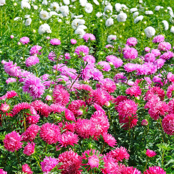 Aiuola multicolore focus rosso fiore poco profondo Foto d'archivio © alinamd