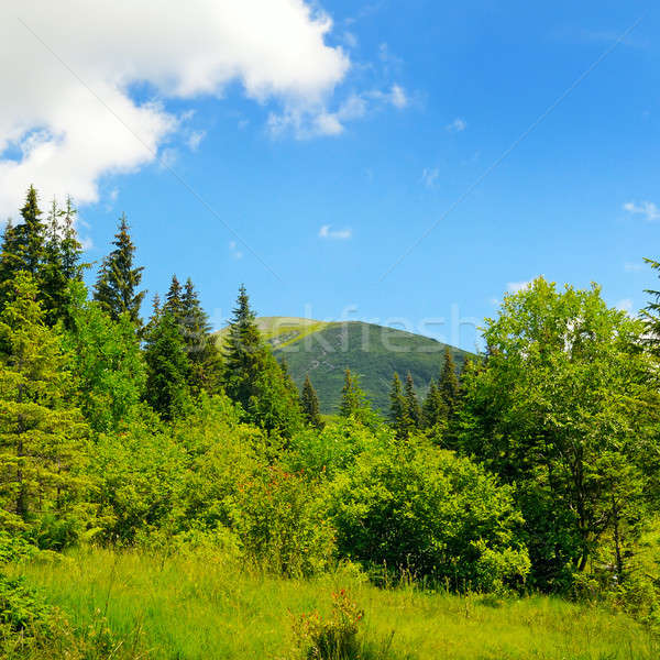 scenic mountains, meadows and blue sky Stock photo © alinamd