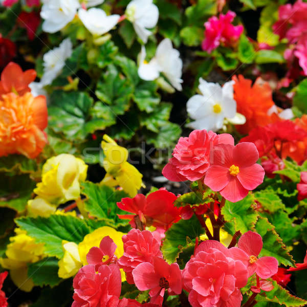 Bright background of blooming begonias. Focus on the foreground. Stock photo © alinamd