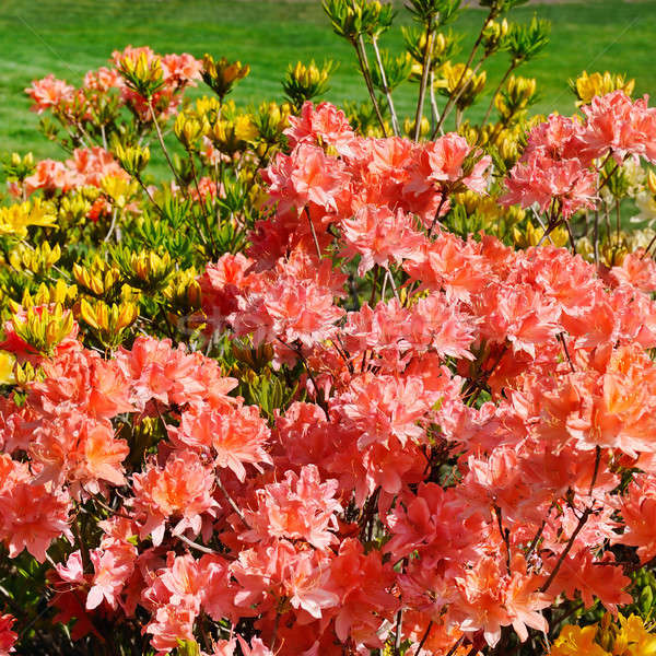 blooming rhododendron against the green lawn Stock photo © alinamd