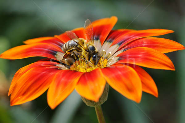 ストックフォト: 蜂 · 美しい · 花 · テクスチャ · 自然 · 庭園