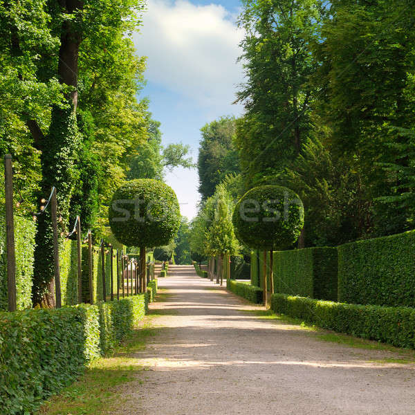summer park with a beautiful avenue Stock photo © alinamd