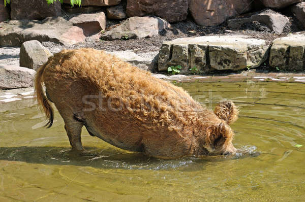 wild boar bathing in the pool Stock photo © alinamd