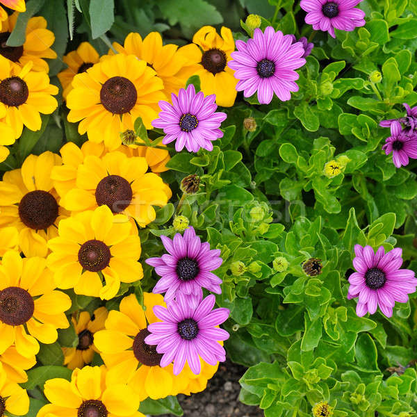 Stock fotó: Gyönyörű · fényes · kert · virágok · tavasz · tájkép