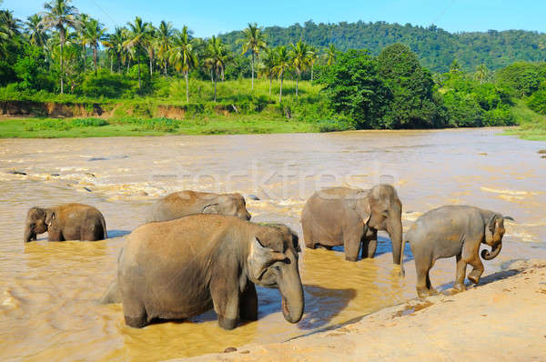 elephants bathing in the river Stock photo © alinamd