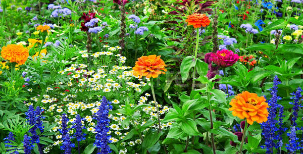 Lit de fleurs lumineuses fleurs printemps herbe jardin Photo stock © alinamd