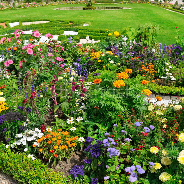 delightful flower bed in the summer park Stock photo © alinamd