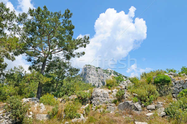 Stock photo: Pine on a mountainside and blue sky
