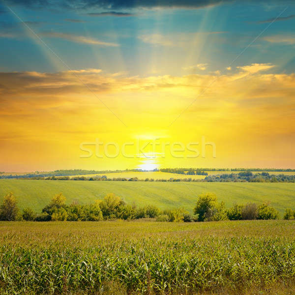 Maíz campo amanecer cielo azul primavera sol Foto stock © alinamd