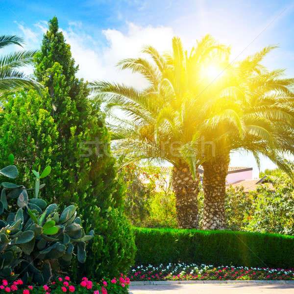 Hermosa parque palmeras hojas perennes plantas cielo Foto stock © alinamd