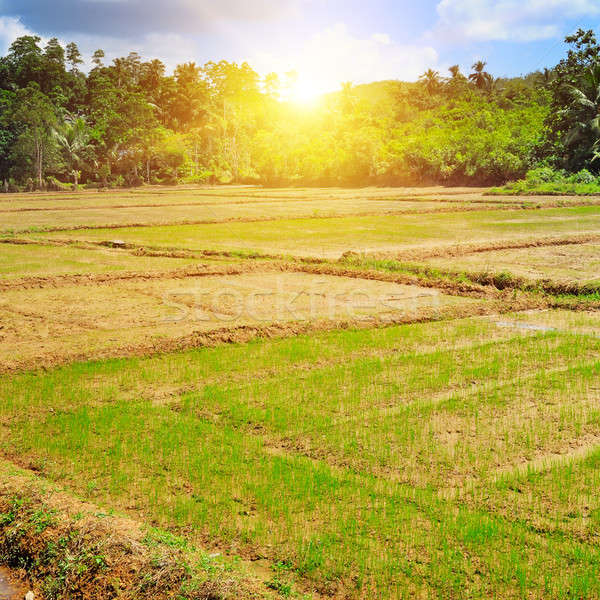 paddy field and sunrise Stock photo © alinamd