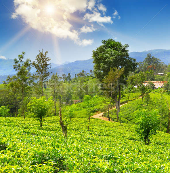 Stock fotó: Tea · ültetvény · festői · dombok · nap · tájkép