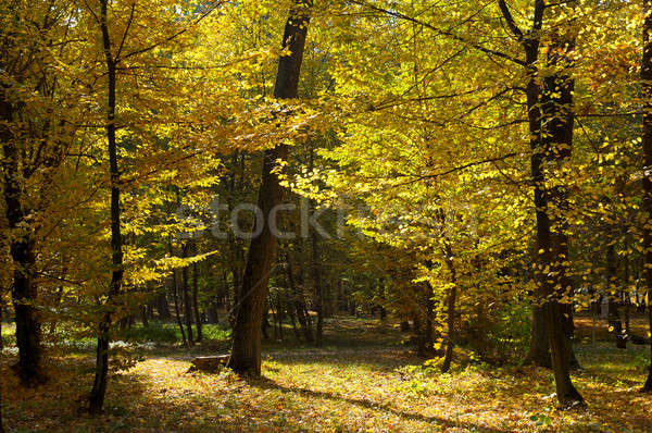 autumn forest and fallen yellow leaves Stock photo © alinamd