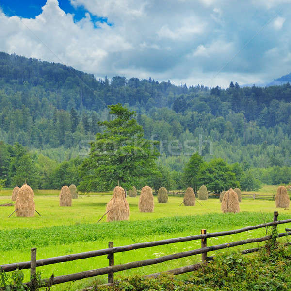 Haystacks in the mountain valley Stock photo © alinamd
