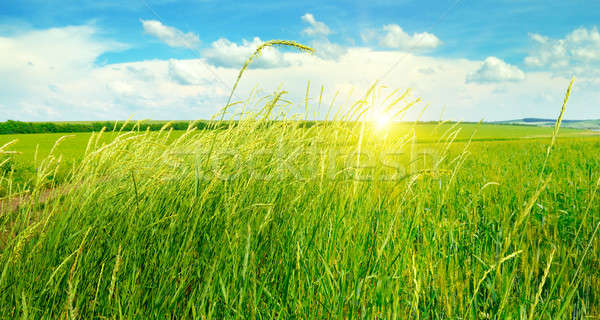 summer field, green grass, blue cloudy sky and sunrise Stock photo © alinamd