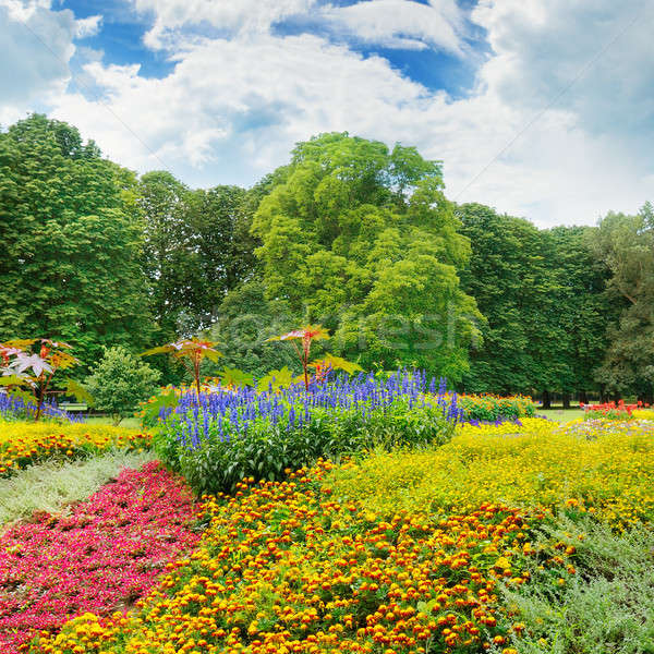 summer park with beautiful flowerbed Stock photo © alinamd
