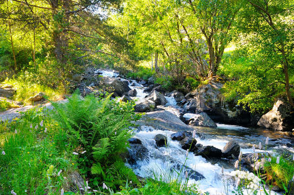 landscape with mountains, forest and a river in front. Stock photo © alinamd