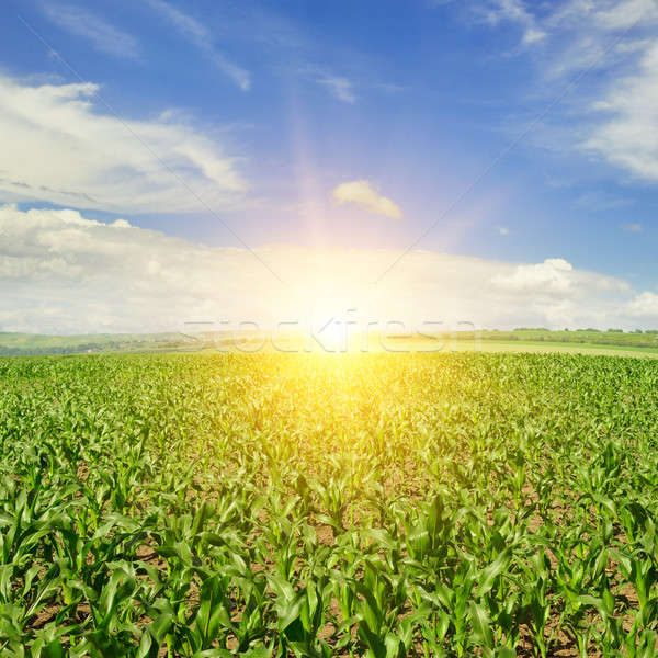 corn field and sunrise on blue sky Stock photo © alinamd
