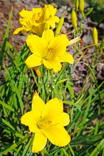 yellow lily flowers in the summer garden Stock photo © alinamd