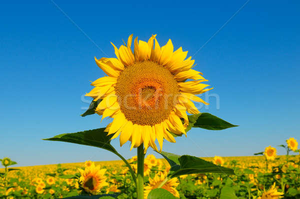 Foto stock: Girassol · flor · blue · sky · florescimento · campo · feliz