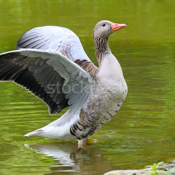 goose with outstretched wings Stock photo © alinamd