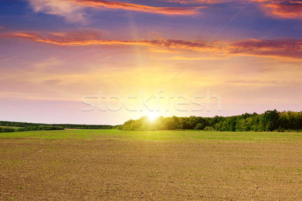 plowed field and beautiful sunset Stock photo © alinamd