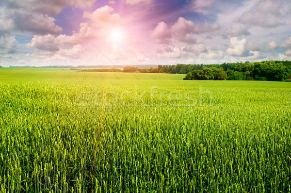 Field with ears of wheat, cloudy sky and sunrise Stock photo © alinamd