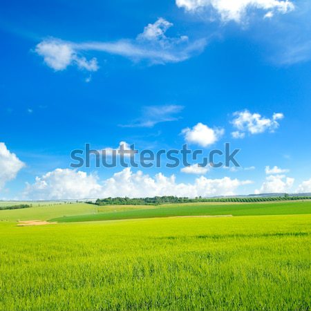 Pittoresque vert domaine ciel bleu nuages printemps [[stock_photo]] © alinamd