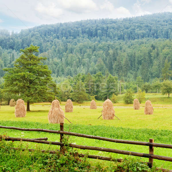haystacks in the mountain valley  Stock photo © alinamd