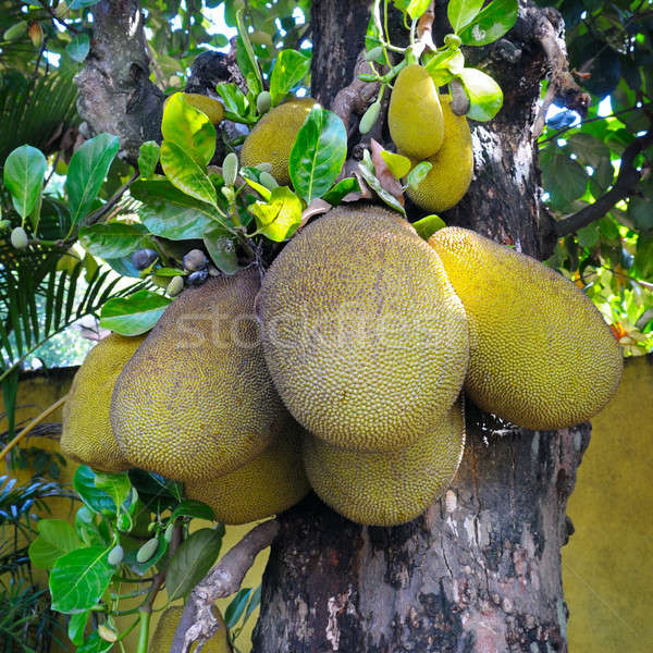 Ripe breadfruit Stock photo © alinamd