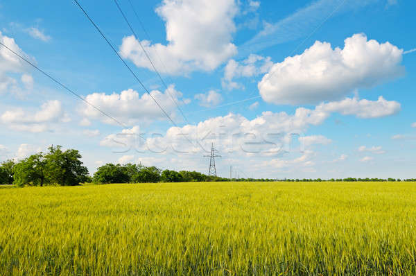 wheat field, blue sky and power lines Stock photo © alinamd