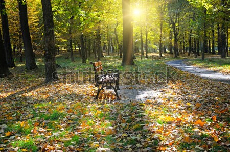 beautiful autumn park with paths and benches Stock photo © alinamd